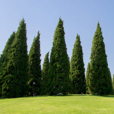 Southern Living® Spartan Juniper