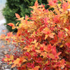Proven Winners® Double Play® Candy Corn® Spiraea Shrub