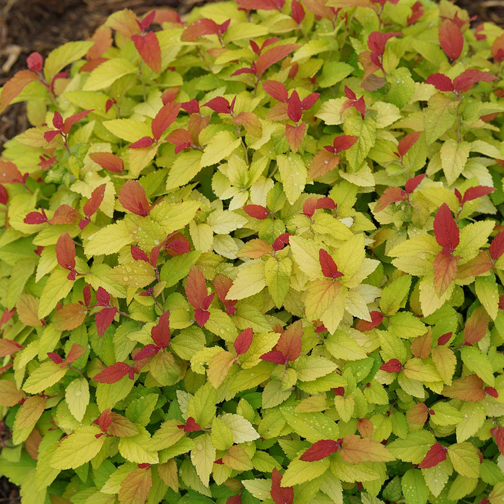 Proven Winners® Double Play® Candy Corn® Spiraea Shrub