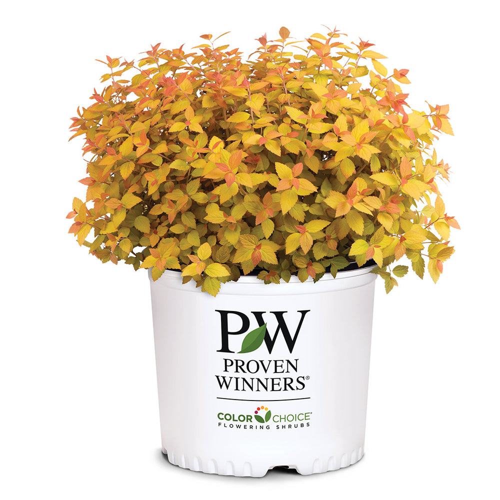 Proven Winners® Double Play® Candy Corn® Spiraea Shrub