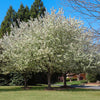 Spring Snow Flowering Crabapple Tree