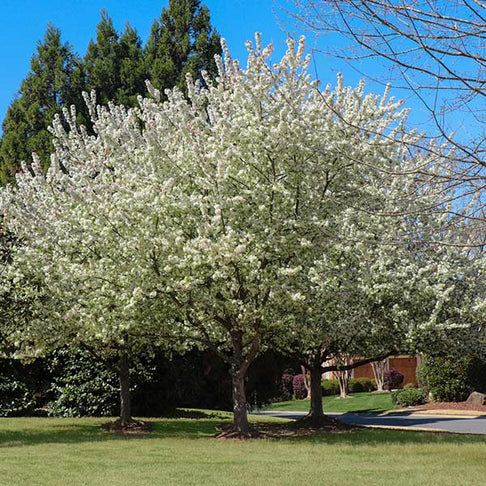 Spring Snow Flowering Crabapple Tree