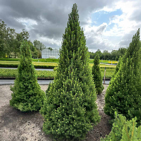 Spruce It Up™ Dwarf Alberta Spruce Tree