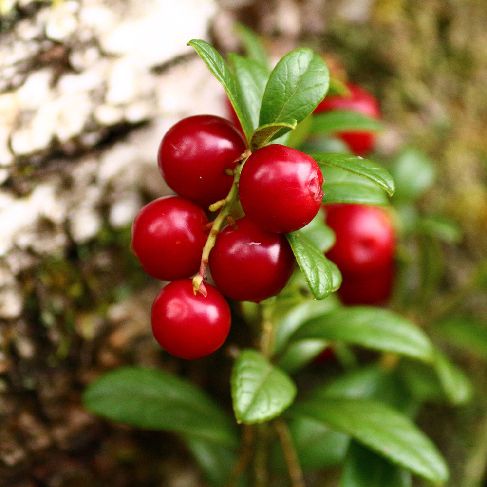 Stevens Cranberry Bush