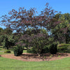 Bloomables® Summer Chocolate Mimosa Tree