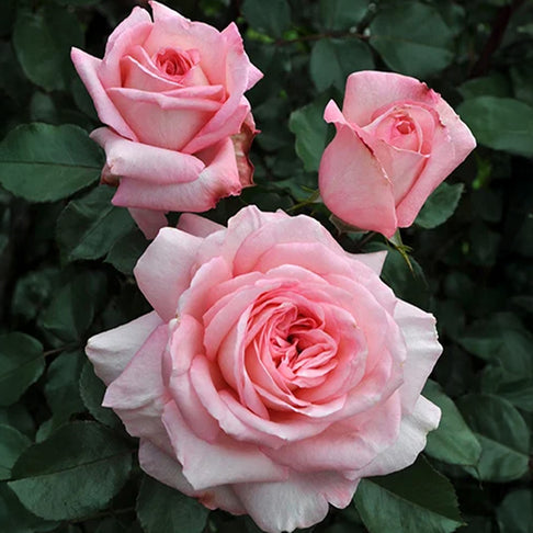 Sunbelt® Savannah™ Rose
