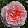 Sunbelt® Savannah™ Rose