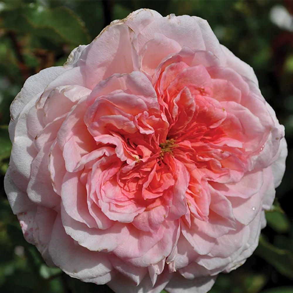 Sunbelt® Savannah™ Rose