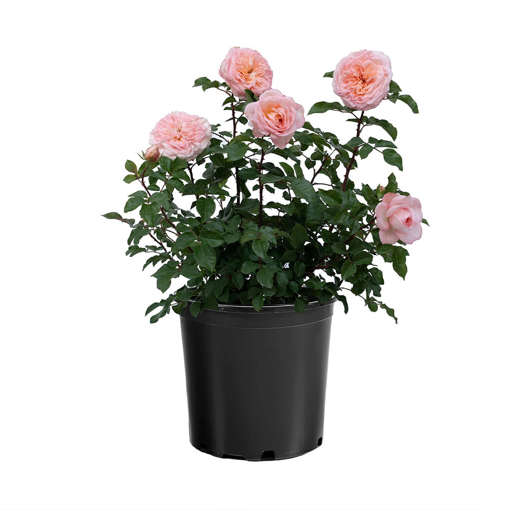 Sunbelt® Savannah™ Rose