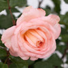 Sunbelt® Savannah™ Rose