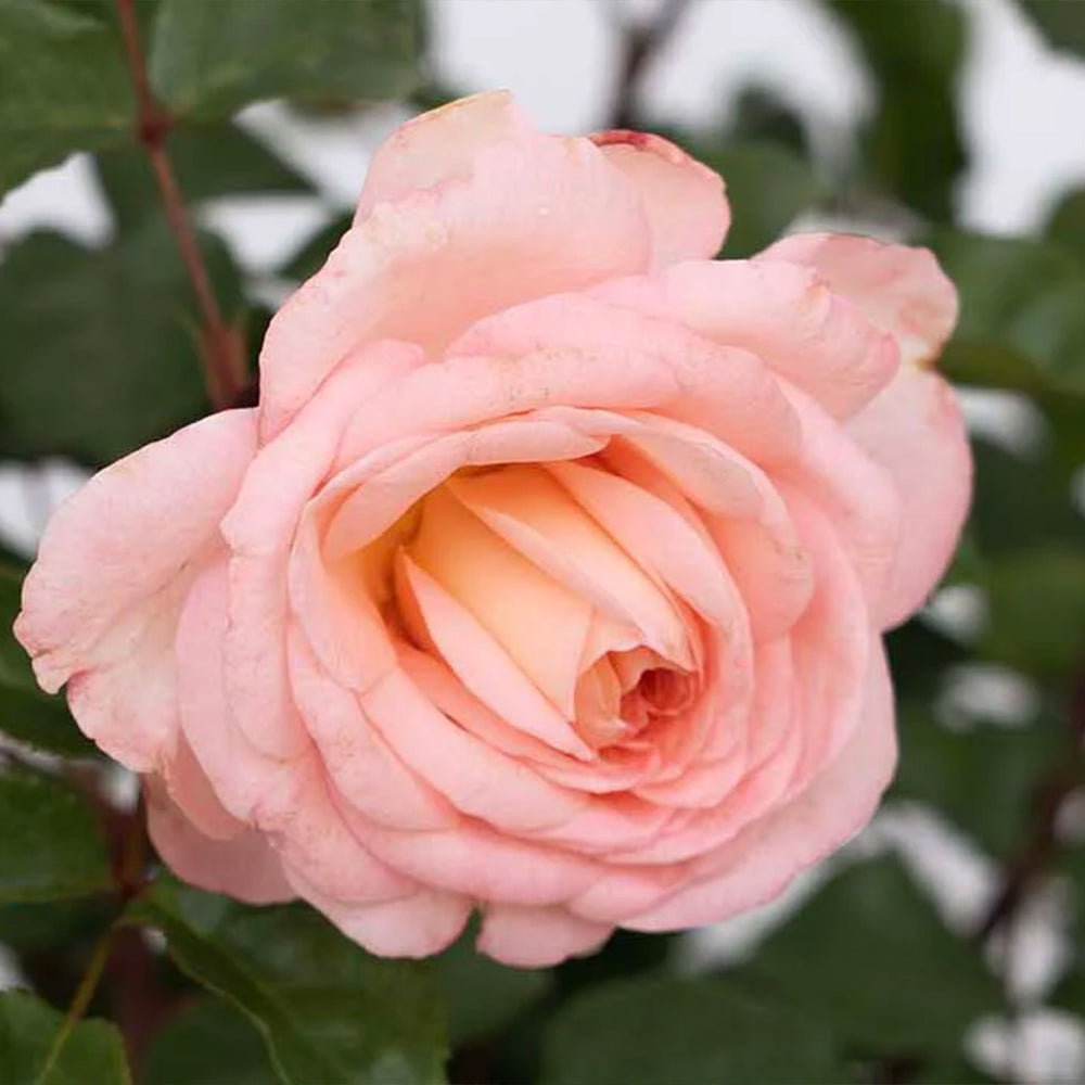 Sunbelt® Savannah™ Rose
