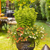 Sunjoy Golden Pillar Barberry Shrub
