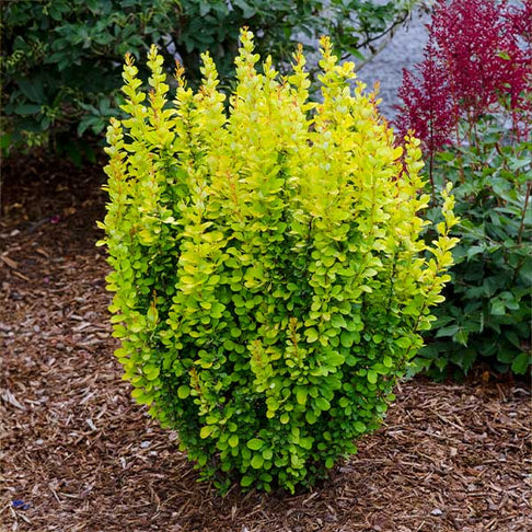 Sunjoy Golden Pillar Barberry Shrub