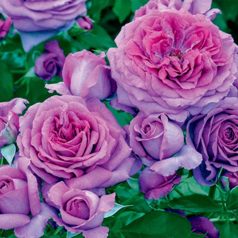 Sweet Madame Blue™ Floribunda Rose
