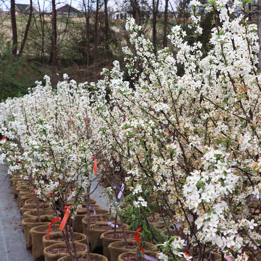 Proven Winners® Sweet Sugar Tyme® Crabapple