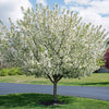 Proven Winners® Sweet Sugar Tyme® Crabapple
