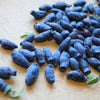 Tundra Honeyberry Bush