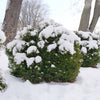 Proven Winners®  Tater Tot® Arborvitae