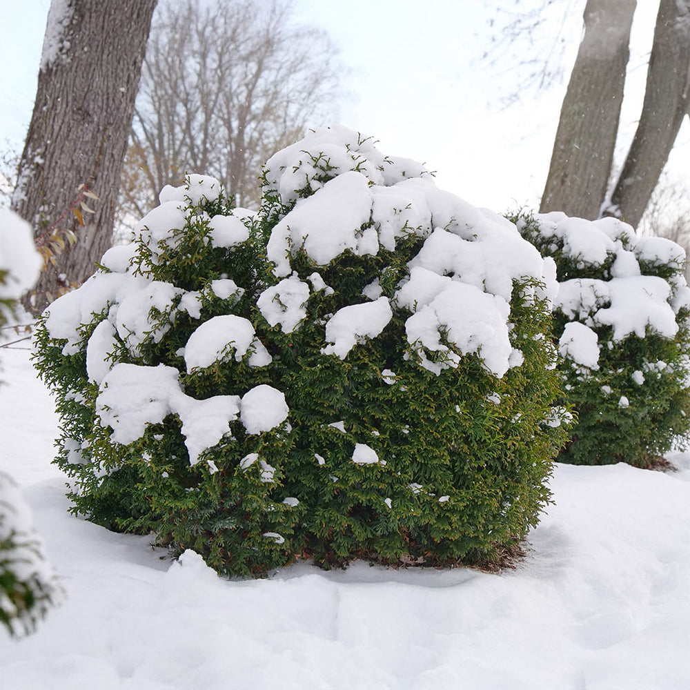 Proven Winners®  Tater Tot® Arborvitae