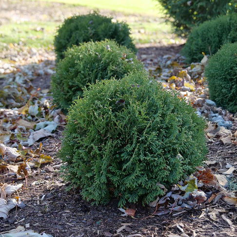 Proven Winners®  Tater Tot® Arborvitae