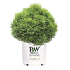 Proven Winners®  Tater Tot® Arborvitae
