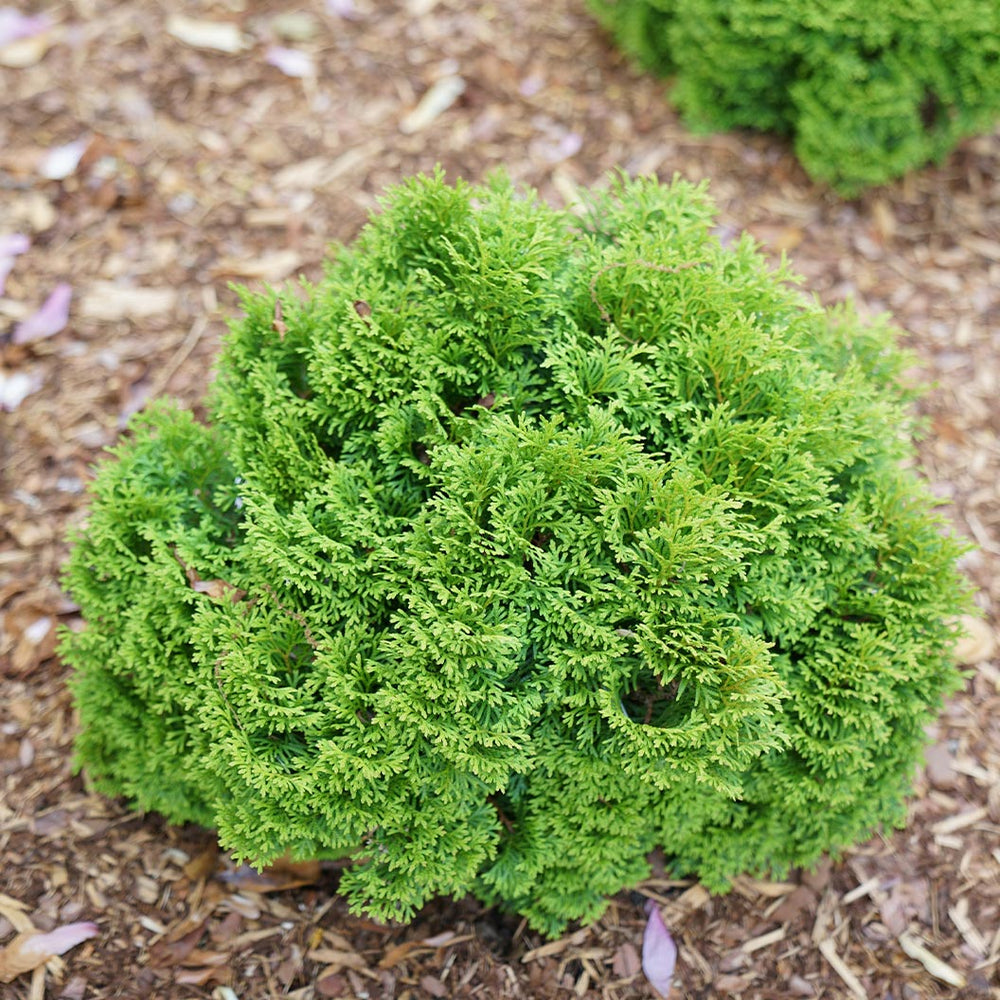 Proven Winners®  Tater Tot® Arborvitae