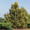 Taylor’s Sunburst Lodgepole Pine Tree