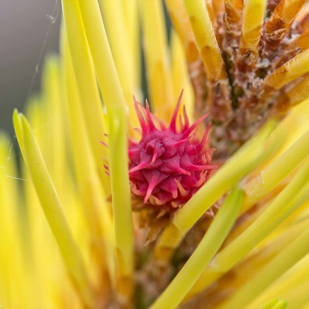 Taylor’s Sunburst Lodgepole Pine Tree