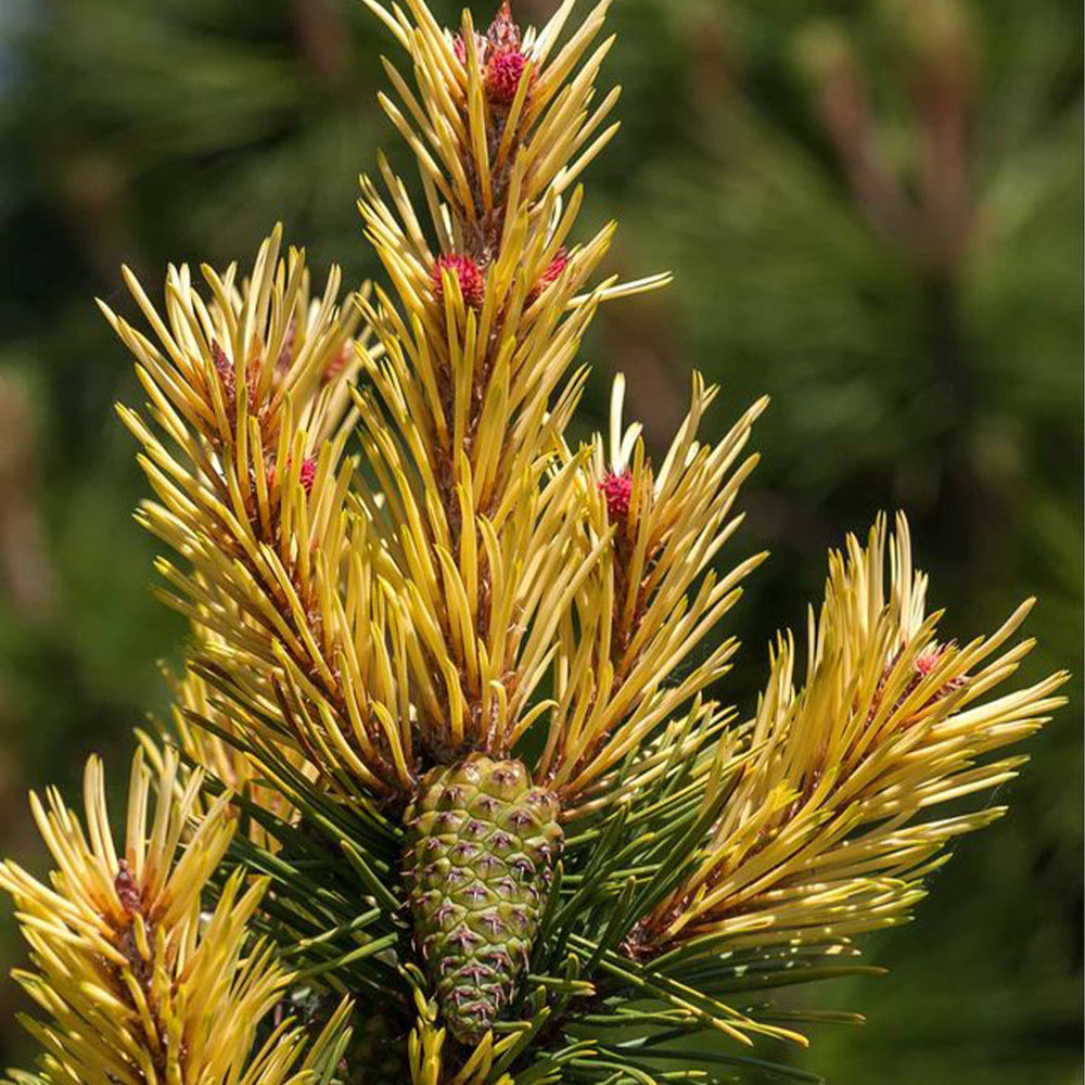 Taylor’s Sunburst Lodgepole Pine Tree