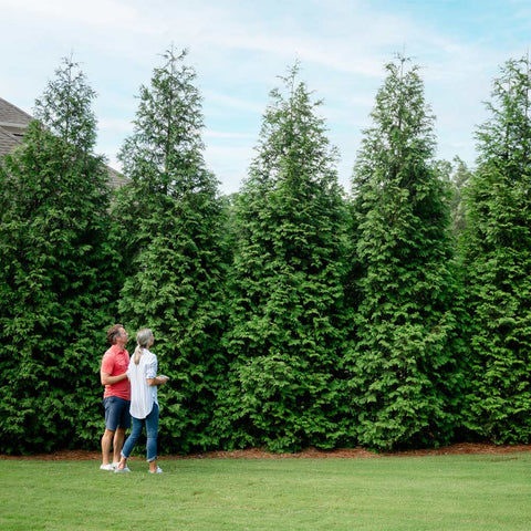 Thuja Green Giant