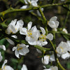 Weeping Dragon Orange Tree