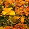 Weeping Dragon Orange Tree