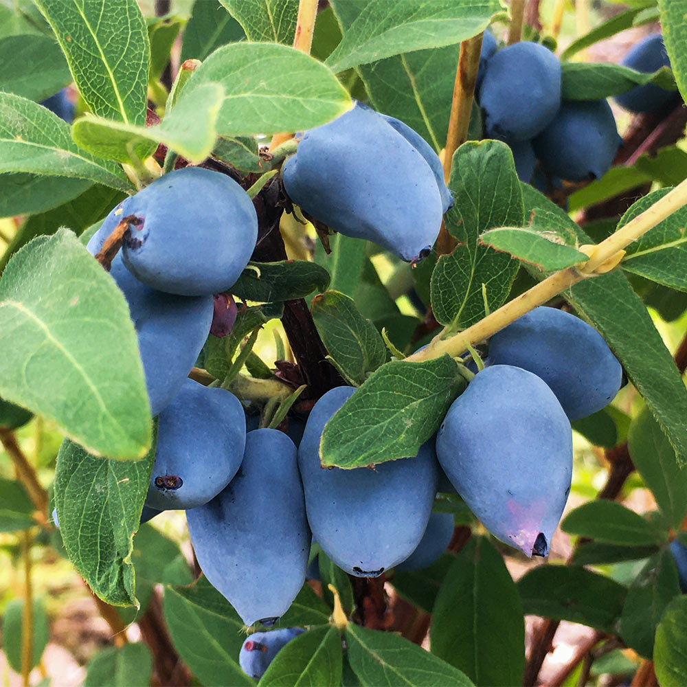 Aurora Honeyberry Bush