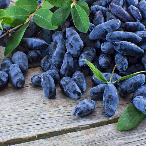 Aurora Honeyberry Bush