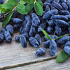 Aurora Honeyberry Bush