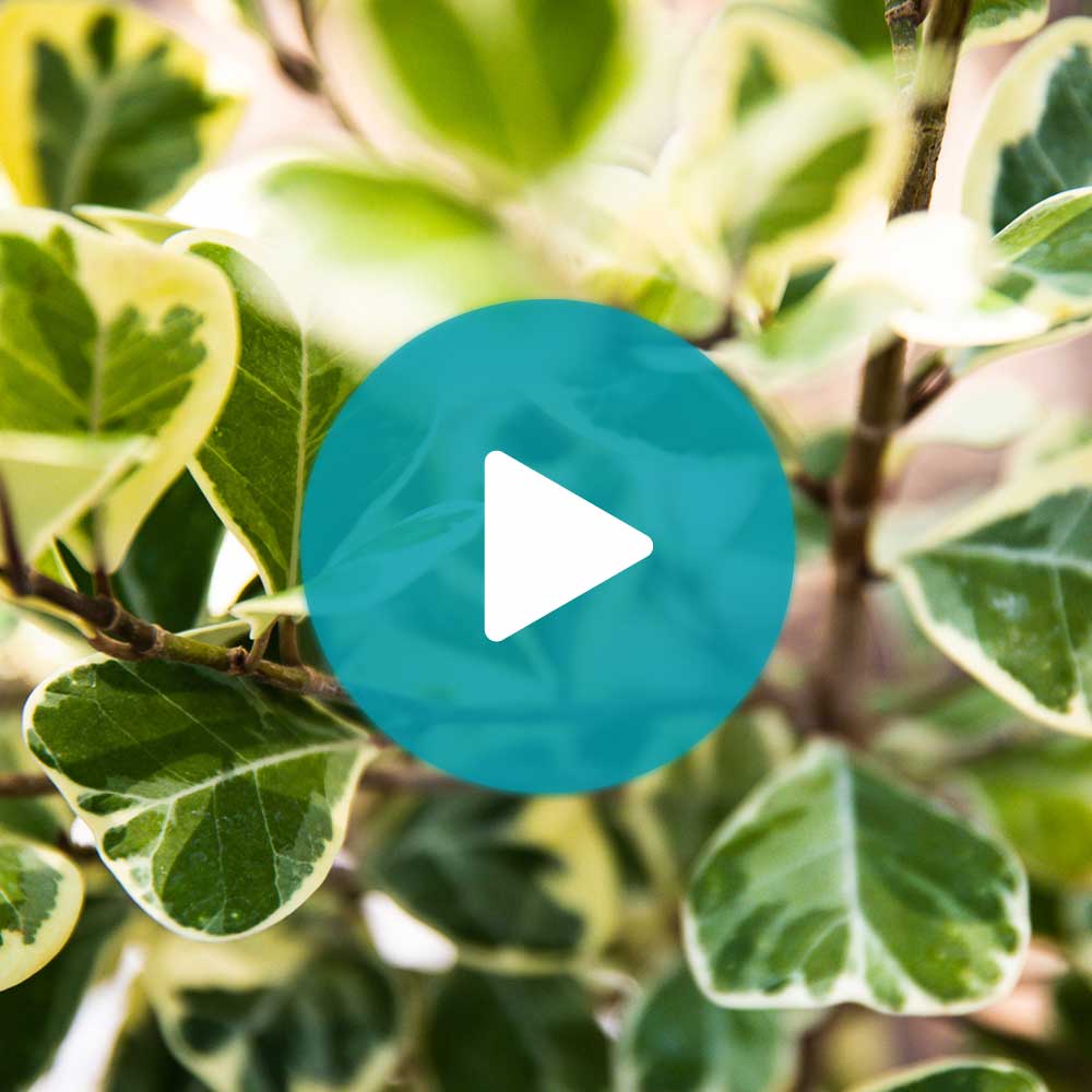 Variegated Ficus Triangularis Tree