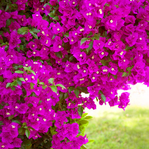 Vera Deep Purple Bougainvillea