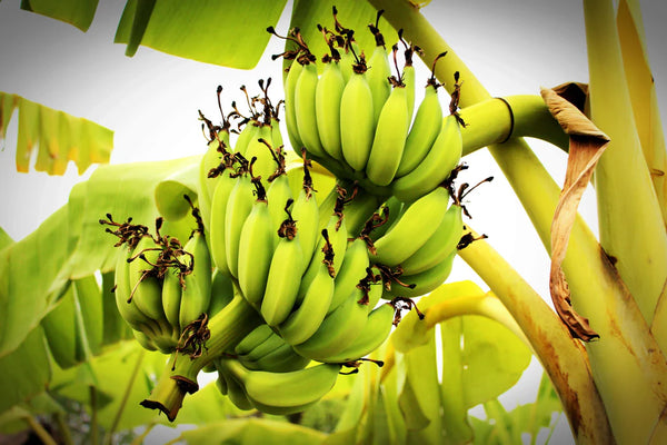 Banana Trees: Tips and Tricks for Tons of Fruit