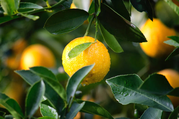 Lemon Tree to Avocado: New Year’s Resolution