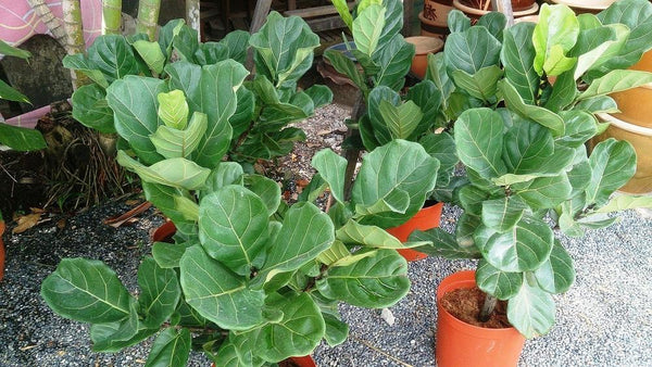 Fiddle Leaf Fig Care: The 10 Commandments
