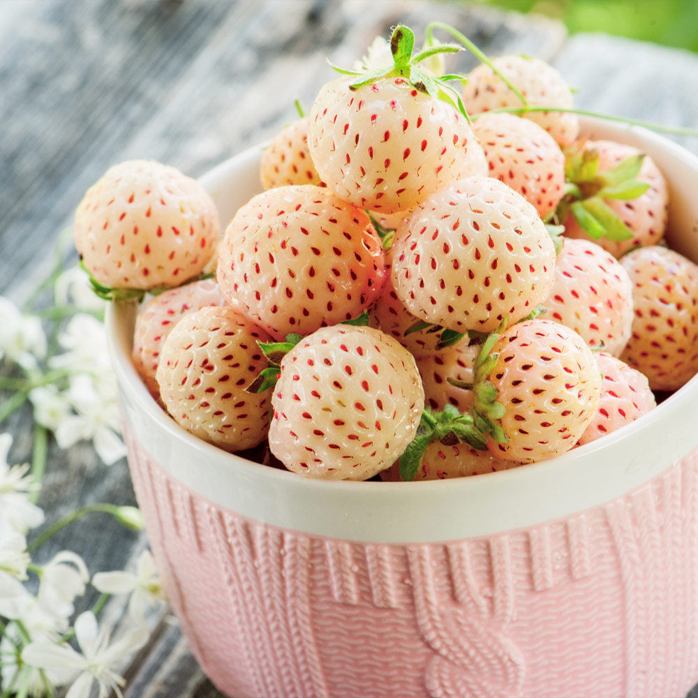 White Pineberry Strawberry