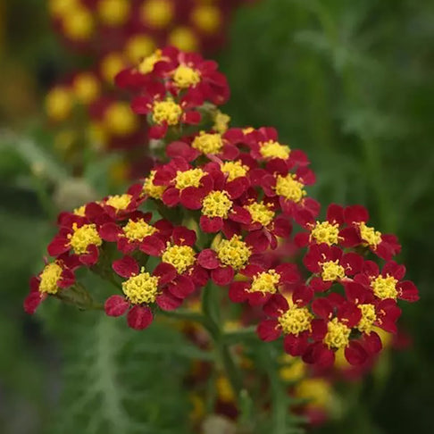 New Vintage™ Red Yarrow
