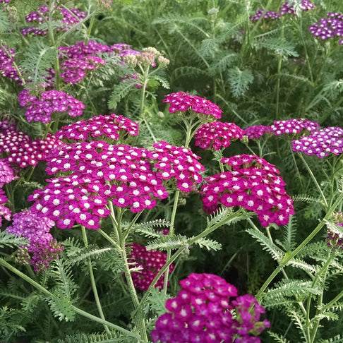 New Vintage™ Violet Yarrow