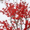 Proven Winners® Berry Poppins® Holly Shrub
