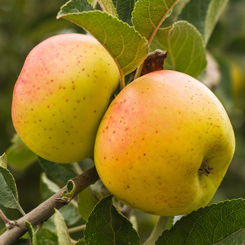CandyCrisp® Apple Tree