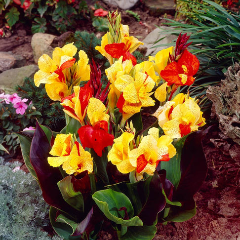 Cleopatra Canna Lily