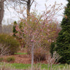 Proven Winners® Weeping Extraordinaire™ Cherry Tree