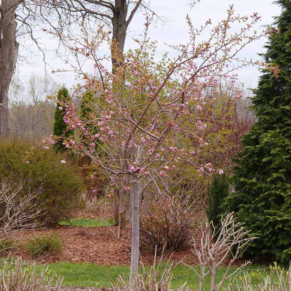 Proven Winners® Weeping Extraordinaire™ Cherry Tree