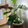 Flourish Organic Plant Food