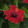 Proven Winners® Hot Shot™ Hollywood Hibiscus®